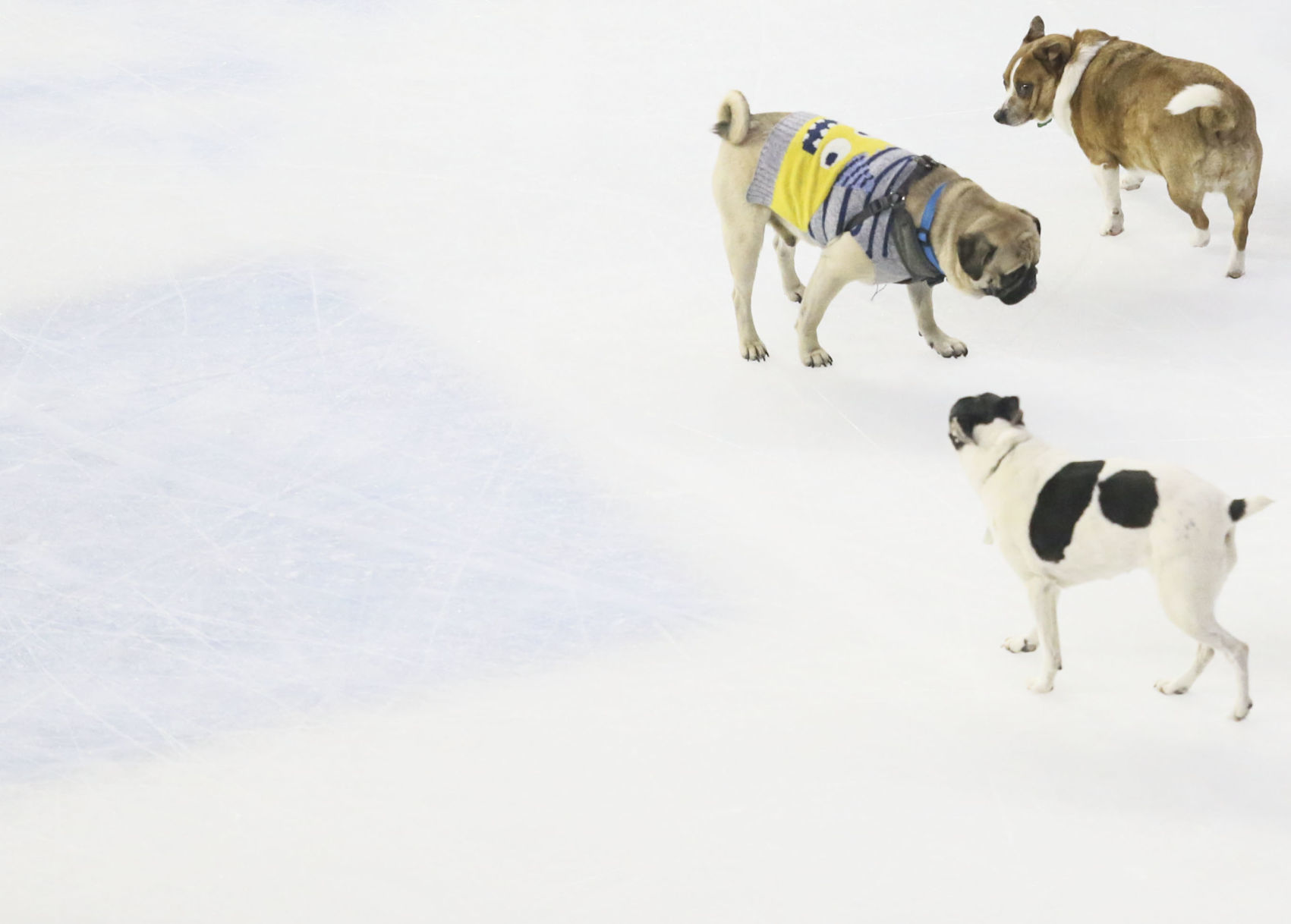 021620-qc-spt-storm-hockey-52.JPG